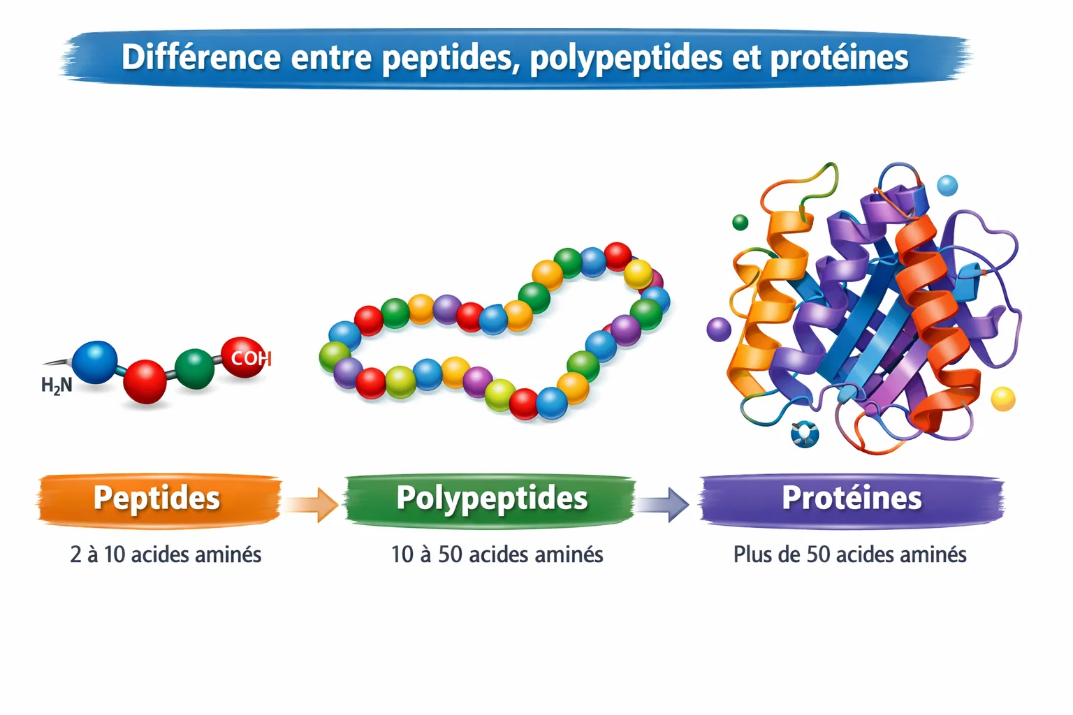 ⚡ Why does the human body need peptides?